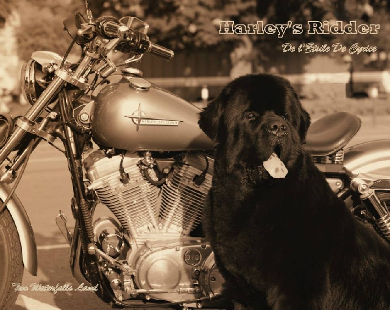 Harley's rider De l'etoile de cyrice